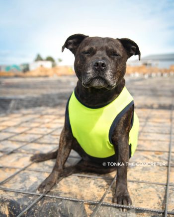 dog high vis vest